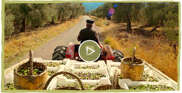 fora zeytin kirma yeşil zeytin