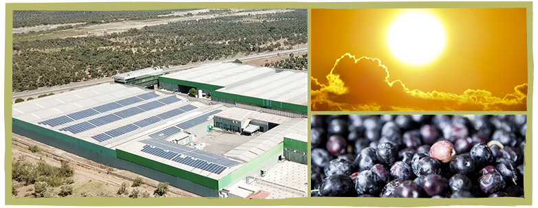 fora zeytin kirma yeşil zeytin