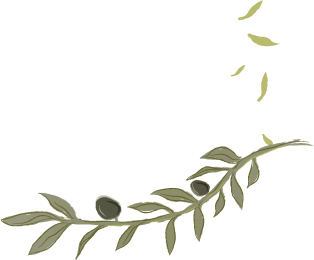 fora zeytin yaprakları