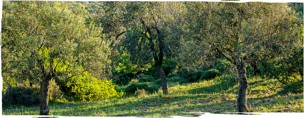 fora zeytin üretim banner