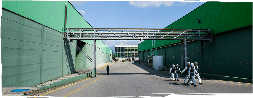 fora zeytin üretim banner