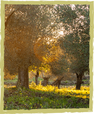 fora zeytinyağlı nasıl muhafaza edilir