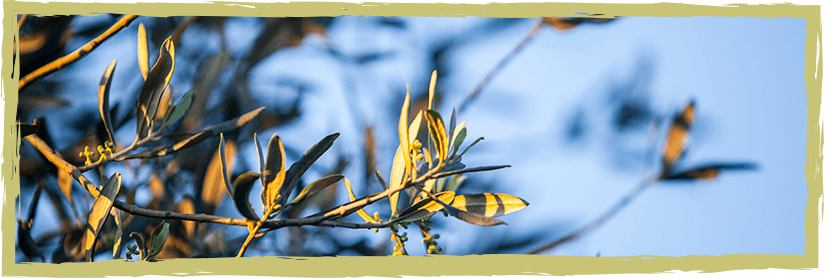 fora zeytin neden vazgeçilmezdir