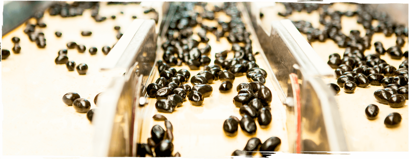 fora zeytin üretim banner